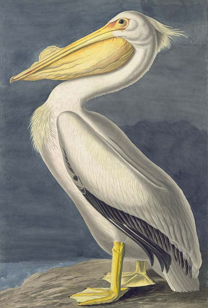 American White Pelican, Havell pl. 311