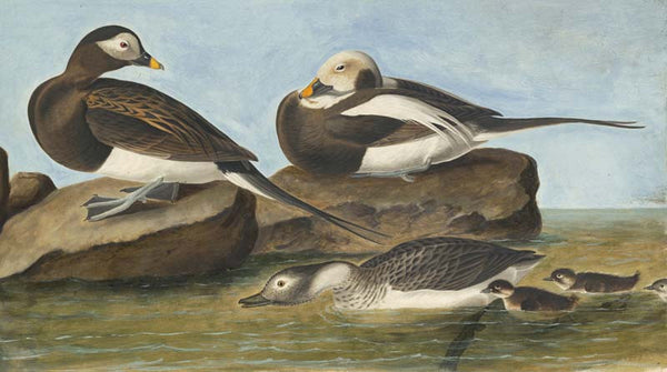 Long-tailed Duck, Havell pl. 312
