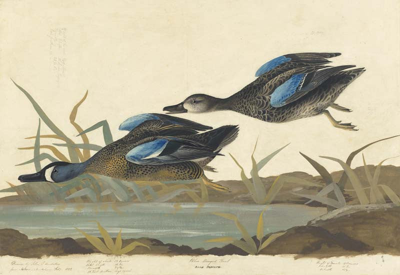 Blue-winged Teal, Havell pl. 313