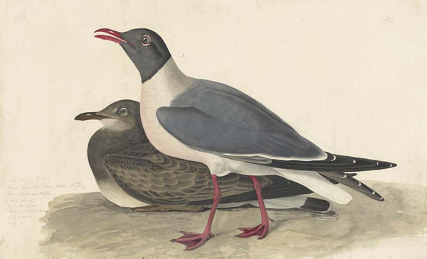 Laughing Gull, Havell pl. 314