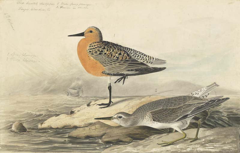 Red Knot, Havell pl. 315