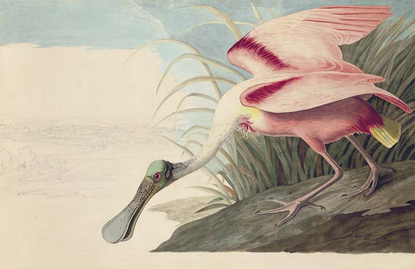 Roseate Spoonbill, Havell pl. 321