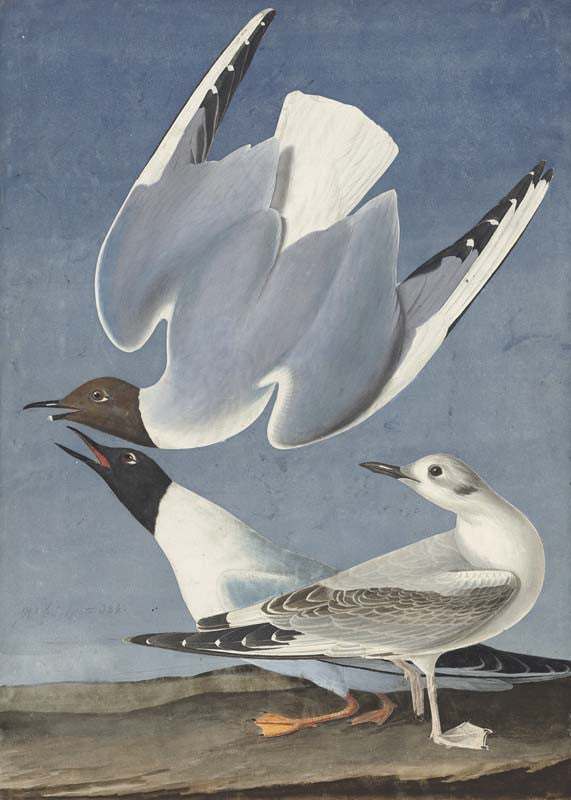 Bonaparte's Gull, Havell pl. 324