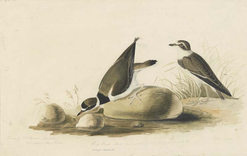Semipalmated Plover, Havell pl. 330