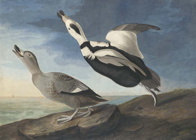 Labrador Duck, Havell pl. 332