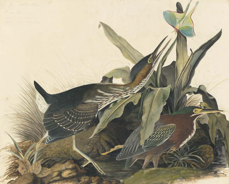 Green Heron, Havell pl. 333
