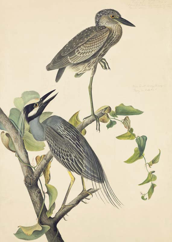 Yellow-crowned Night-Heron, Havell pl. 336