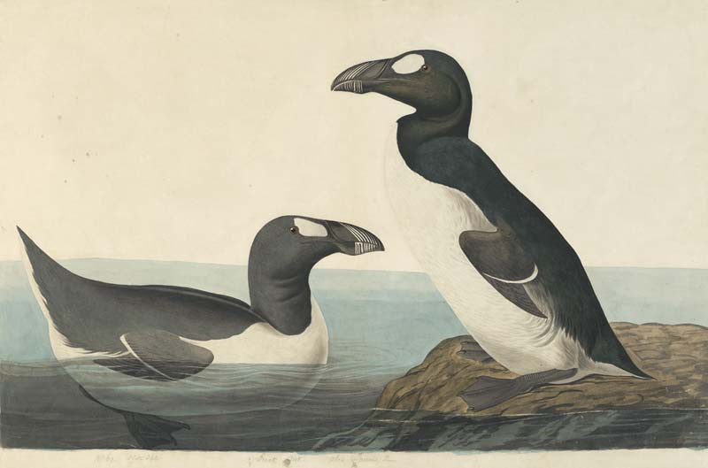 Great Auk, Havell pl. 341