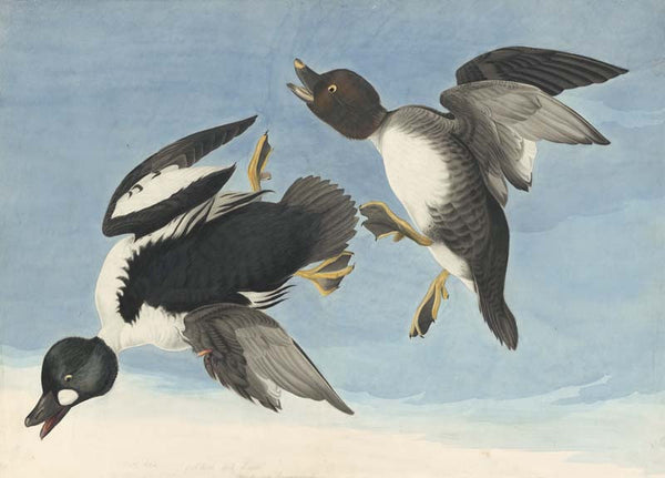 Common Goldeneye, Havell pl. 342