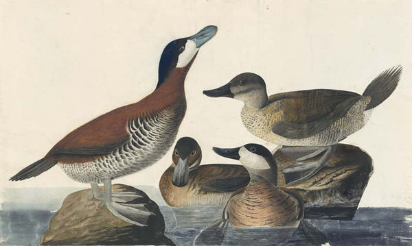 Ruddy Duck, Havell pl. 343