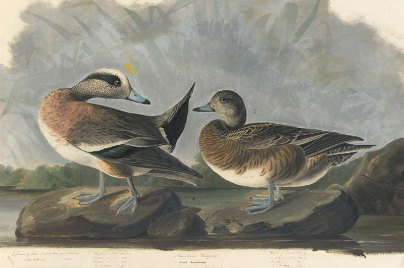 American Wigeon, Havell pl. 345