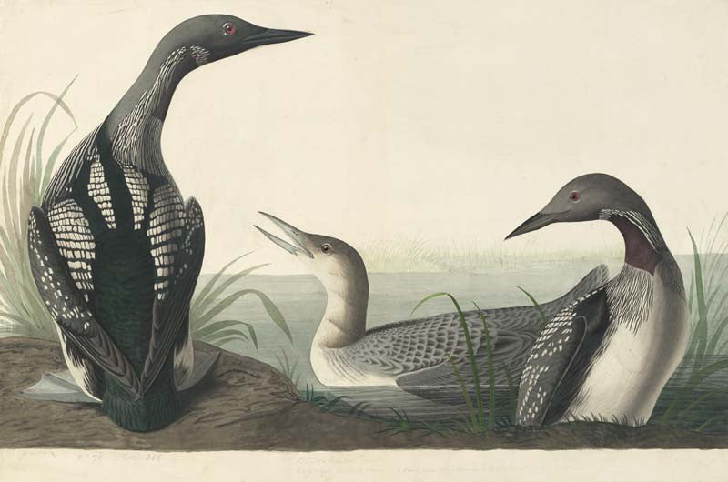 Pacific Loon, Havell pl. 346