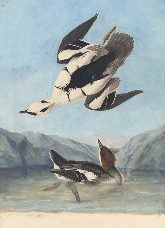 Smew, Havell pl. 347