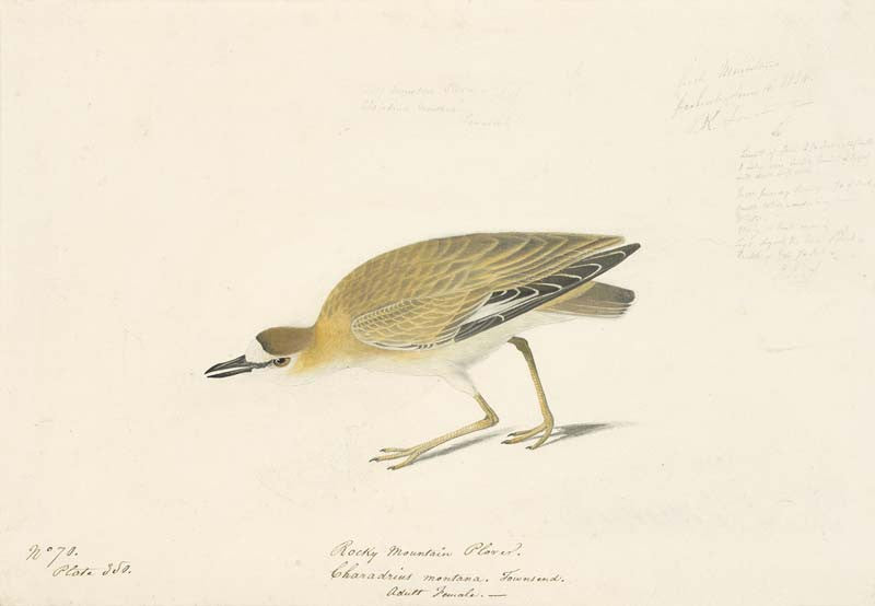 Mountain Plover, Havell pl. 350