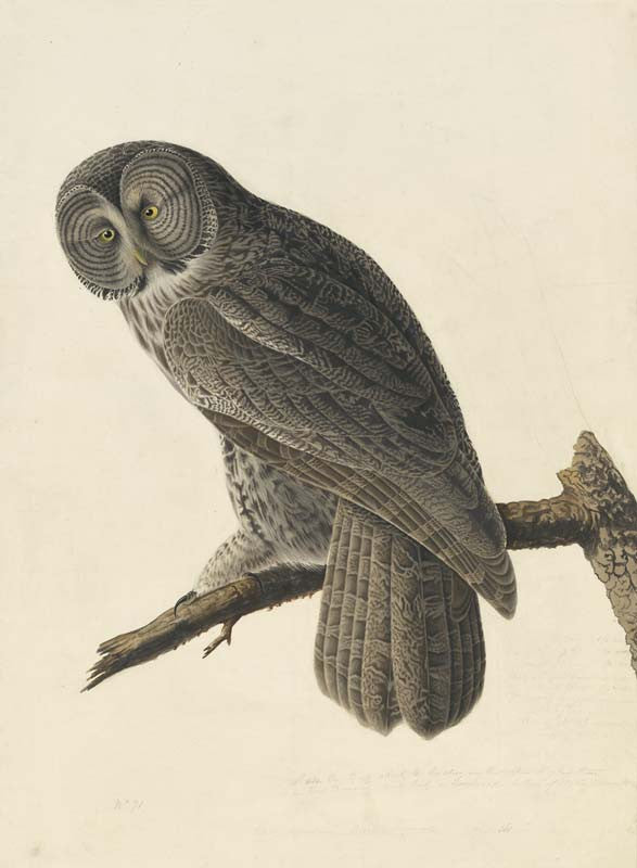Great Gray Owl, Havell pl. 351