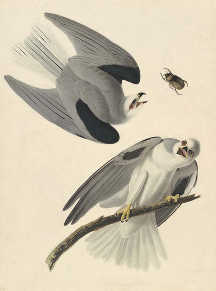 White-tailed Kite, Havell pl. 352