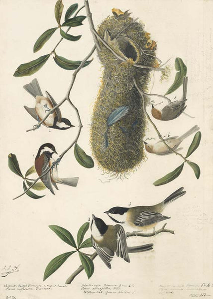 Chestnut-backed Chickadee, Bushtit and Black-capped Chicadee, Havell pl. 353
