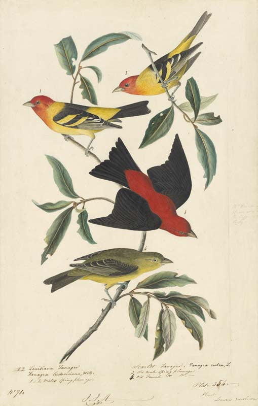 Western Tanager and Scarlet Tanager, Havell pl. 354
