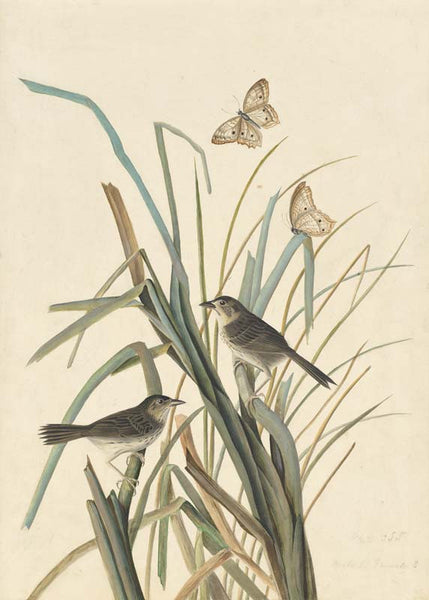 Seaside Sparrow, Havell pl. 355
