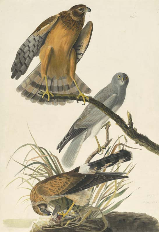 Northern Harrier, Havell pl. 356