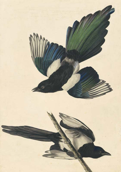 Black-billed Magpie, Havell pl. 357