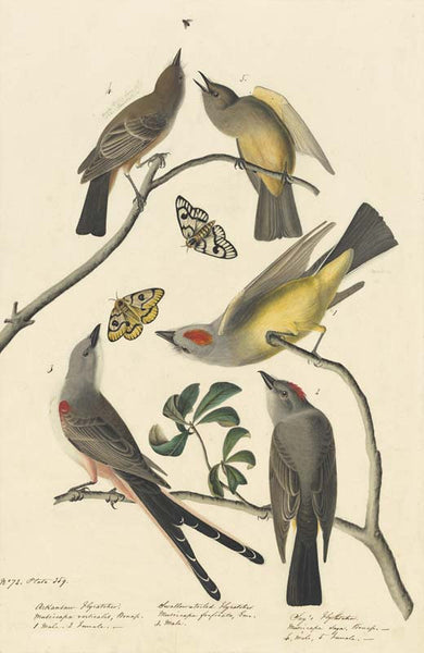 Say's Phoebe, Western Kingbird, and Scissor-tailed Flycatcher, Havell pl. 359