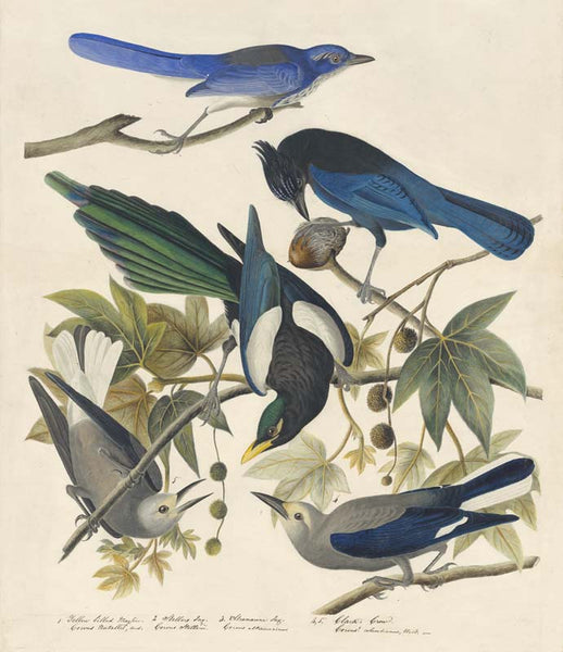 Yellow-billed Magpie, Steller's Jay, Western Scrub-Jay, and Clark's Nutcracker, Havell pl. 362