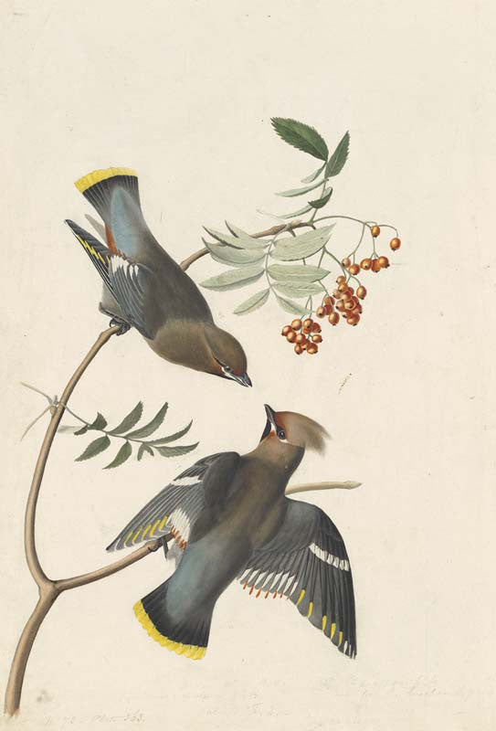 Bohemian Waxwing, Havell pl. 363