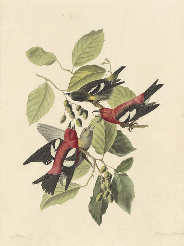 White-winged Crossbill, Havell pl. 364