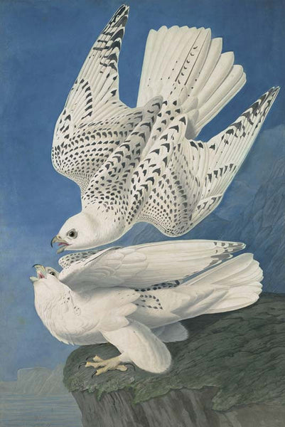 Gyrfalcon, Havell pl. 366