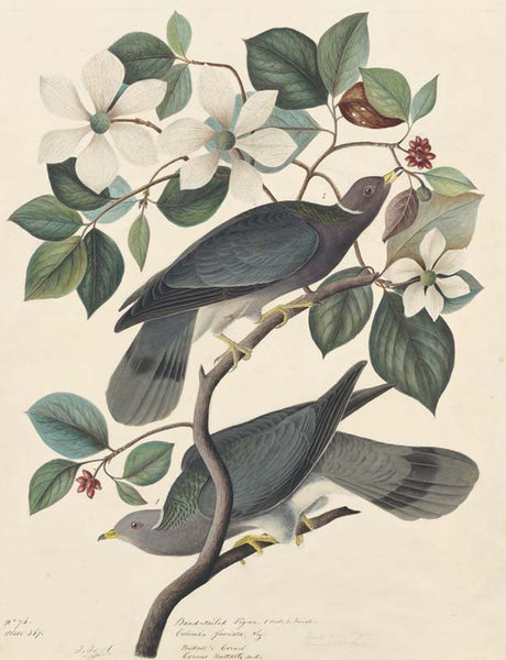 Band-tailed Pigeon, Havell pl. 367