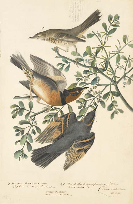 Sage Thrasher and Varied Thrush, Havell pl. 369