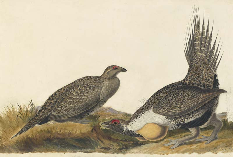 Greater Sage-Grouse, Havell pl. 371