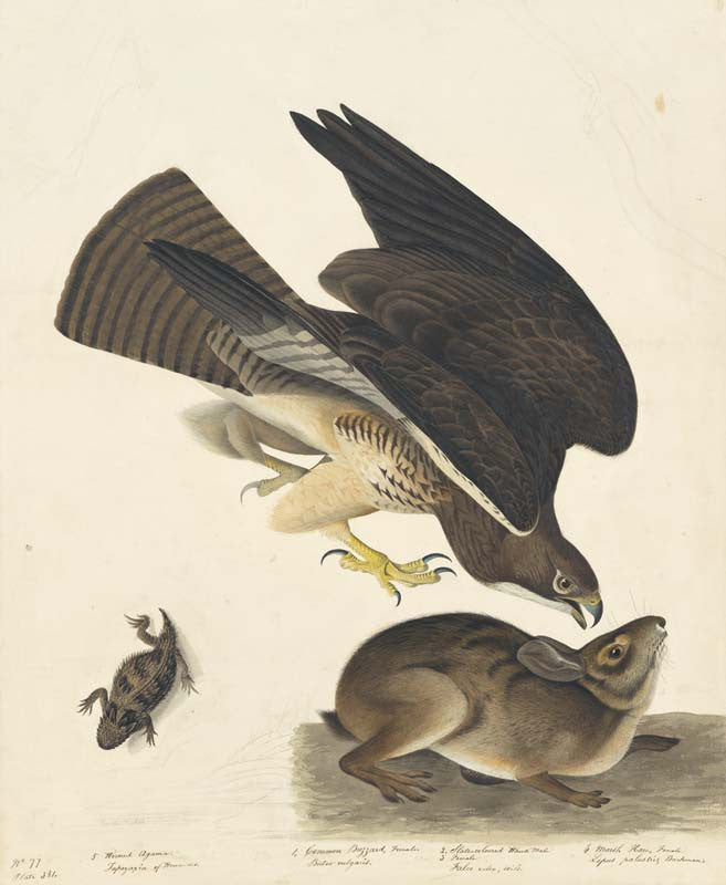 Swainson's Hawk, Havell pl. 372