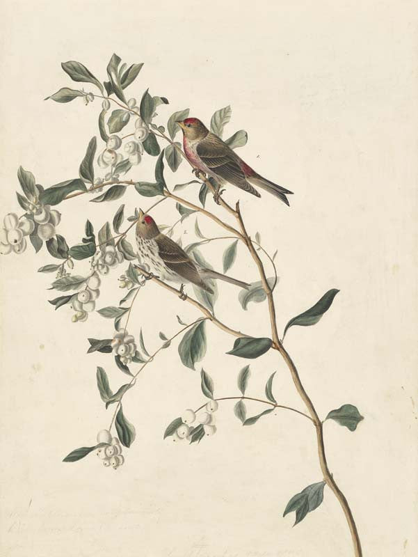Common Redpoll, Havell pl. 375