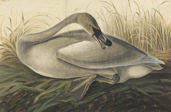 Trumpeter Swan, Havell pl. 376