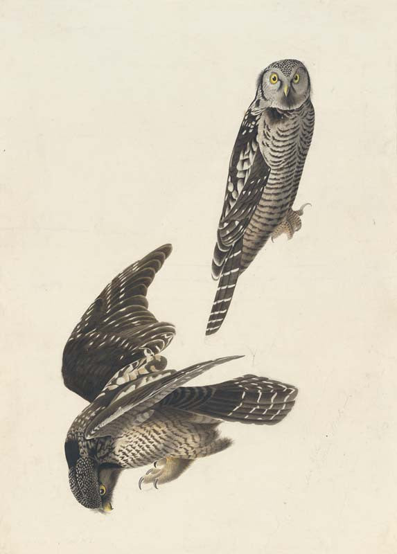 Northern Hawk Owl, Havell pl. 378