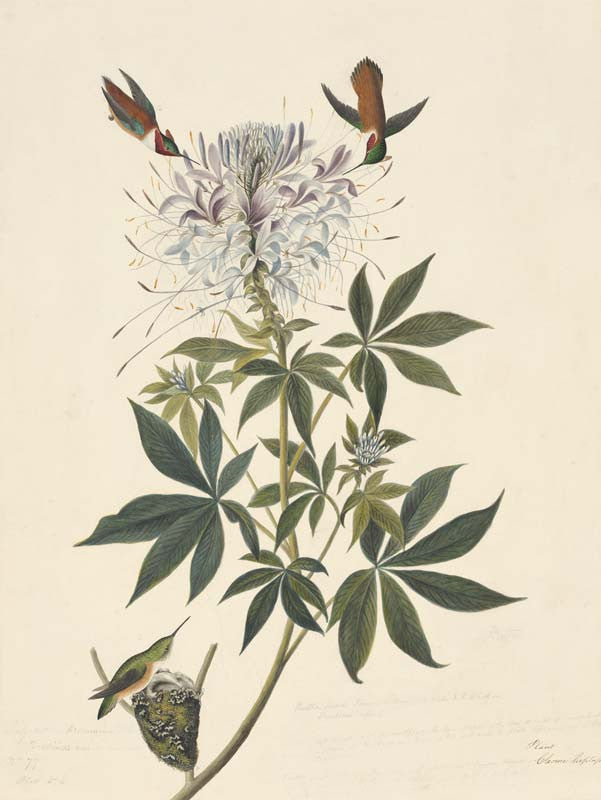 Rufous Hummingbird, Havell pl. 379