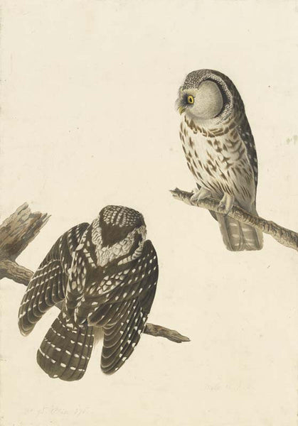 Boreal Owl, Havell pl. 380