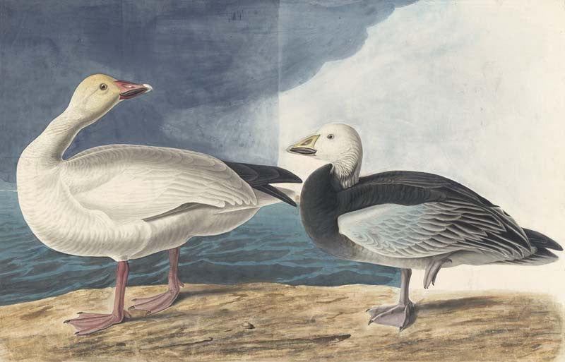 Snow Goose, Havell pl. 381