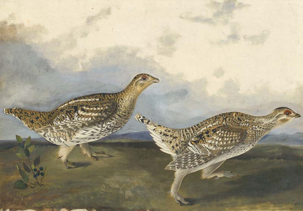 Sharp-tailed Grouse, Havell pl. 382