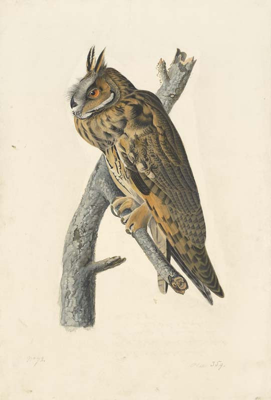 Long-eared Owl, Havell pl. 383