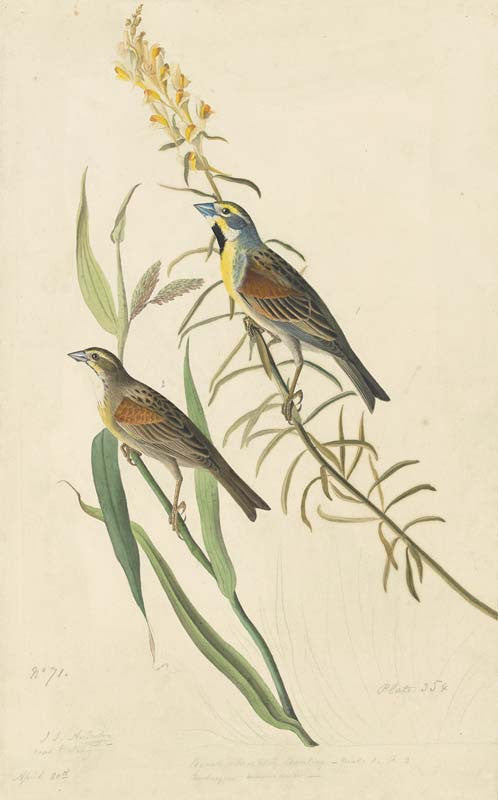 Dickcissel, Havell pl. 384