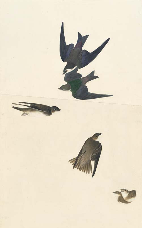 Violet-green Swallow and Bank Swallow, Havell pl. 385