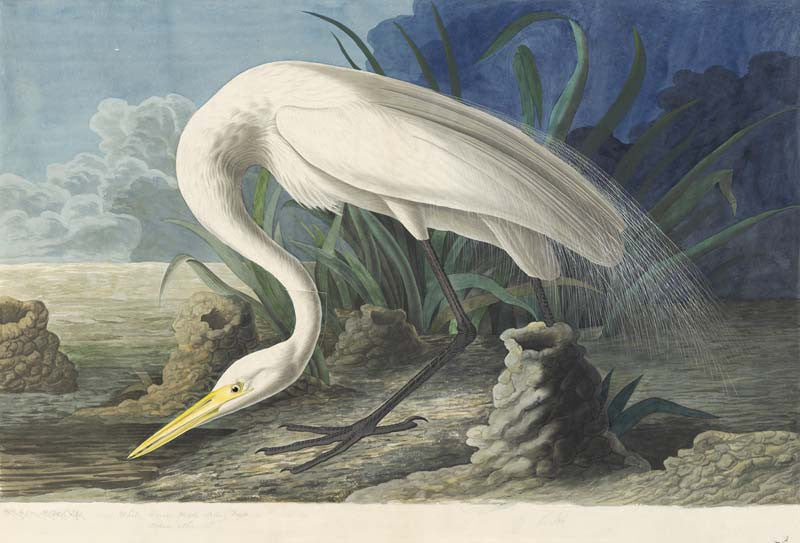 Great Egret, Havell pl. 386