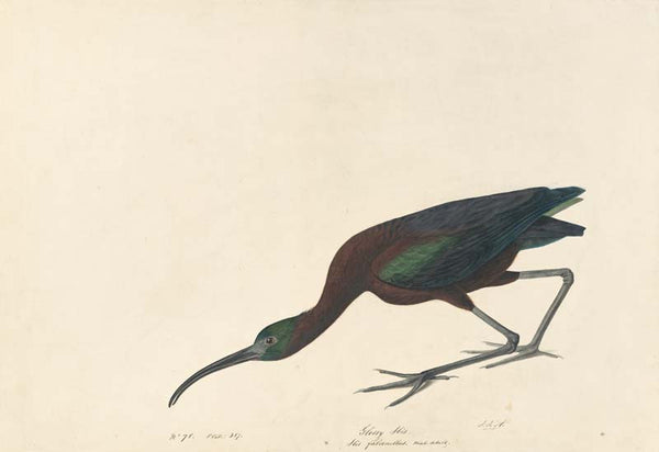 Glossy Ibis, Havell pl. 387