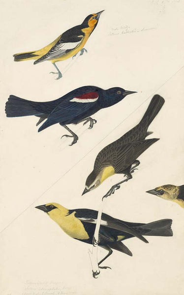 Bullock's Oriole, Tricolored Blackbird and Yellow-headed Blackbird, Havell pl. 388