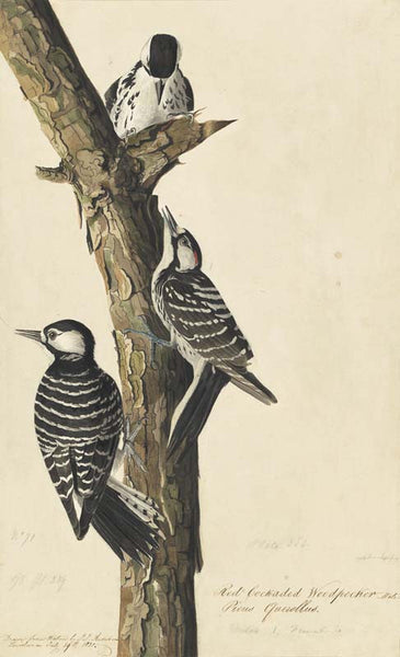 Red-cockaded Woodpecker, Havell pl. 389