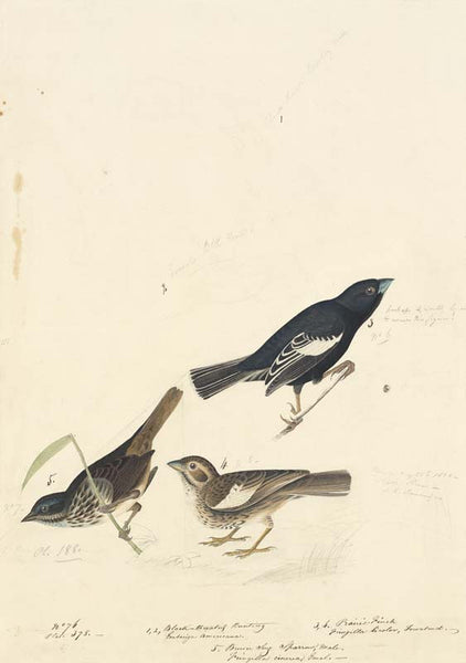 Lark Bunting and Song Sparrow, Havell pl. 390
