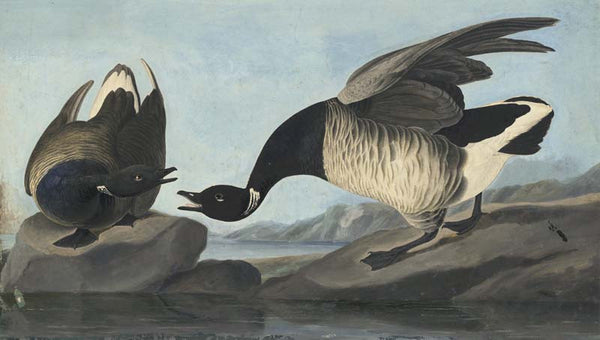 Brant, Havell pl. 391